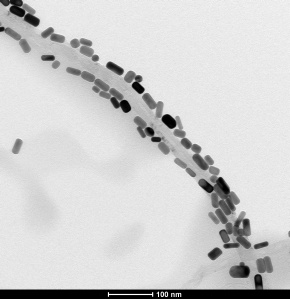 Nanobastões de ouro crescidos sobre nanotubo de carbono.
